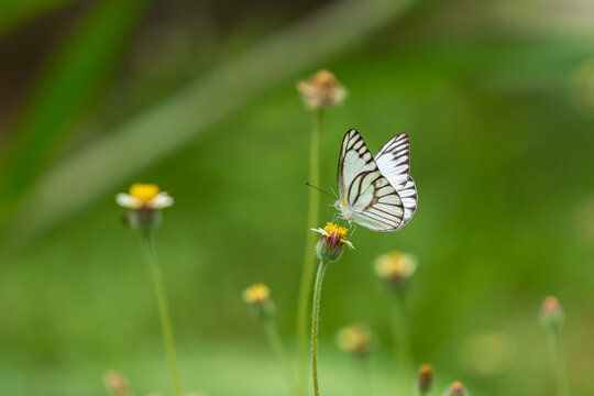Striped Albatross (Appias olferna) butterfly on Mexican daisy flower. Abstract blurred background with copy space.