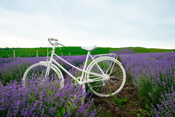 Fototapeta na wymiar white bicycle in purple lavender on the farmer's plain
