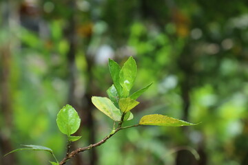 green leaves on a branch