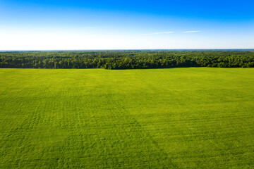 Summer forest and field with trees. Wild nature. Aerial view