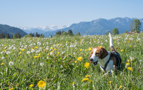 Beagle mit pusteblume