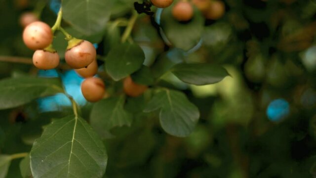 Cordia myxa Indian local and tropical fruit,Cordia myxa Wild Indian Fruit with reach healthy,lasoda plants, selective focus without noise,best fruit
