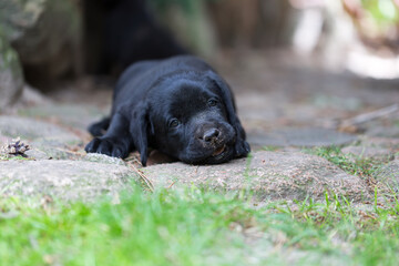 czarny szczeniak labrador retriever, z nosem ubrudzonym ziemią leży na ścieżce