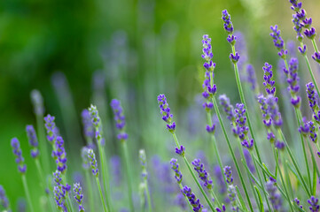 Lavandula angustifolia bunch of flowers in bloom, purple scented flowering plant