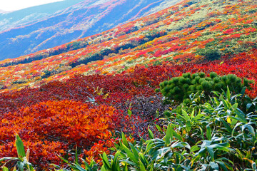 栗駒国定公園、紅葉の栗駒山。栗原、宮城、日本。10月上旬。