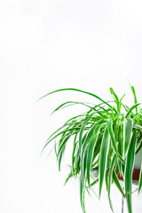 Green plants home decoration on white background