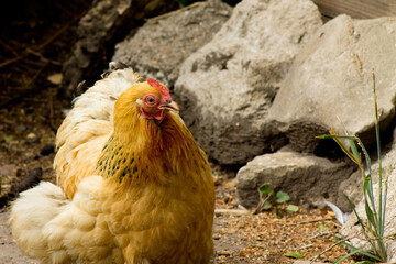 braunes Huhn vor großen Steinen im Garten