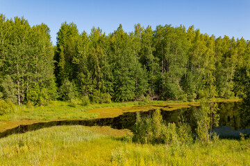 Naklejka premium Forest lake, overgrown with duckweed. Beautiful forest on the banks