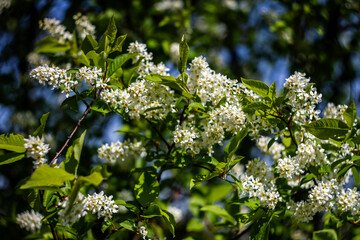 Beautiful spring blossoming bird cherry tree