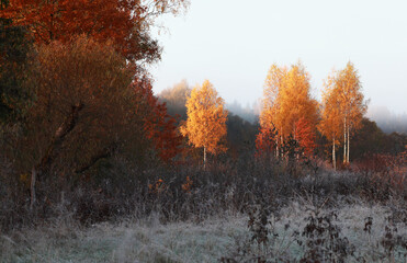 Frosty autumn morning with some colorful birch trees in the background, Estonia, Northern Europe. 