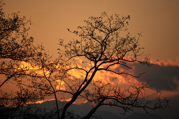 夕暮れと木のシルエット