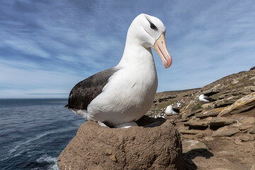 Black browed Albatross on nest showing egg