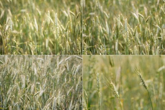 Collection of images with wheat field