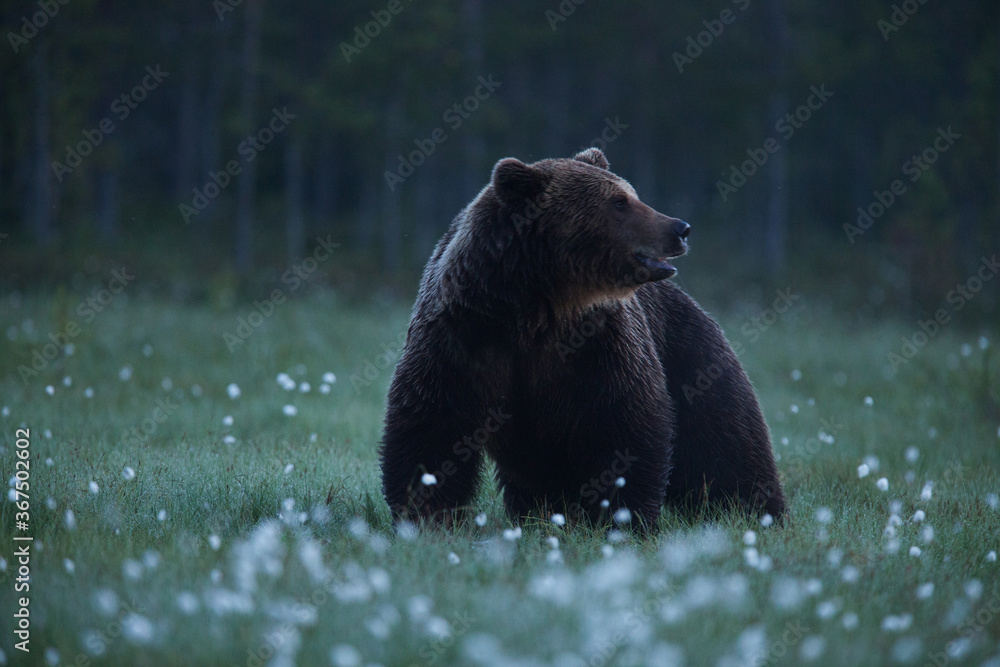 Wall mural a large brown bear called brutus looking for some food during nighttime in a finnish swamp near russ