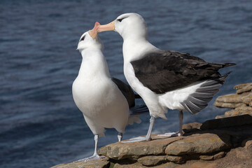 Black browed Albatross courtship display