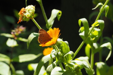 Motyl na żółtym kwiatku wśród zieleni