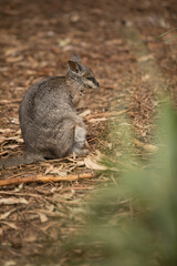 Wallaby