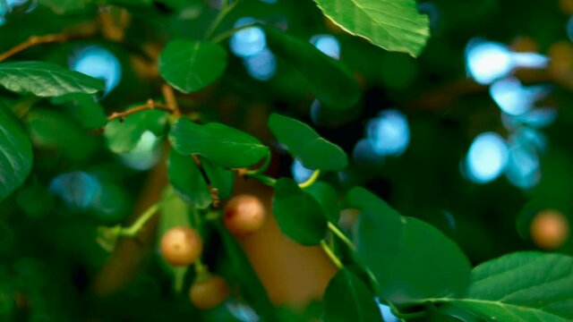 lasoda plants, selective focus without noise,best fruit
,tropical fruits cordia,cordia myxa,cordia myxa (gunda gum berry fruit) close up,