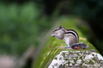 Squirrel Eating Peanut While Sitting on a Wall with Copy Space for Texts Writing, Perfect for Wallpaper