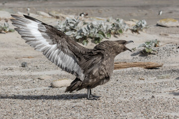 Falkland Skua aggressive display