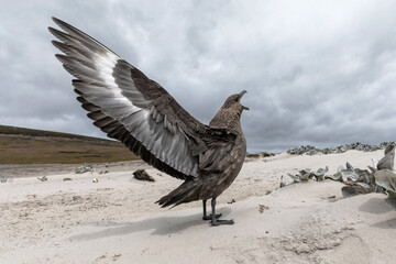Falkland Skua aggressive display