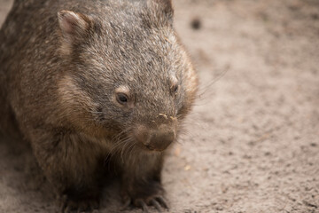 Wombat close up