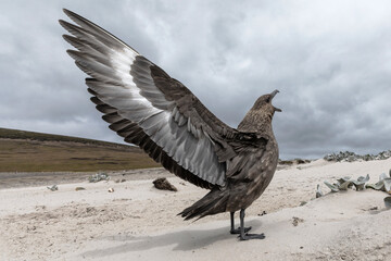 Falkland Skua aggressive display