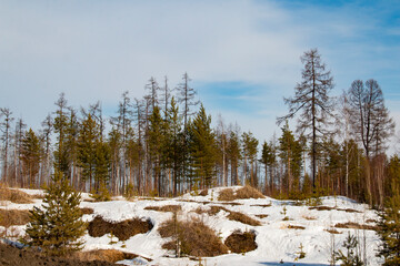 Obraz na płótnie Canvas Landscapes of the Khanty-Mansiysk Autonomous Okrug - Ugra. Snow, hills and plains, coniferous forest and frozen rivers
