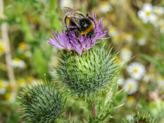 busy bee collecting nectar from a thistle