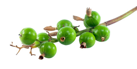 Thai Cardamom (Amomum krevanh) isolated on white background