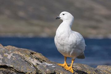 Kelp Goose - Adult male