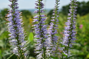 Obraz premium field of purple flowers