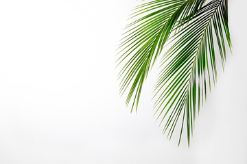 Big green palm leaves over bright background. Freshness concept.