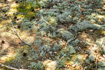 Lichens on the dry branches of a tree