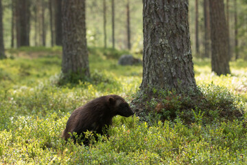 Wolverine looking for some food in a pine grove, shot in the Finnish taiga forest