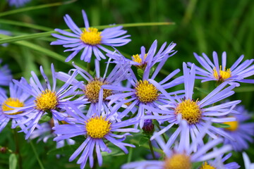 field of daisies