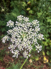 white flowers in the garden