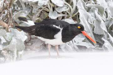 Magellanic Oystercatcher in sandstorm