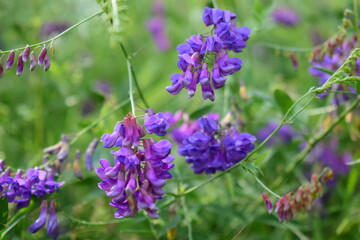 wildflowers in the forest
