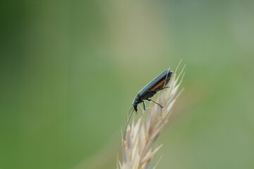 insecte