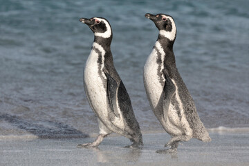 Magellanic Penguin windswept pair