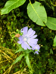 blue flowers in the garden