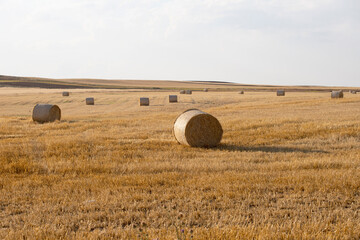 Fototapeta premium Beautiful landscape with straw bales in harvested fields, with blue sky and clouds, agriculture farming concept