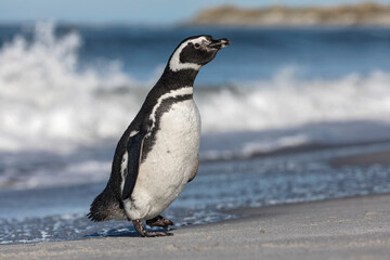 Magellanic Penguin stood on beach