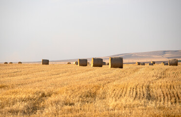Fototapeta premium Beautiful landscape with straw bales in harvested fields, with blue sky and clouds, agriculture farming concept