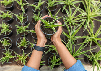 Plants for sale. African american girl with smart watch holding pot of seedling on plant background