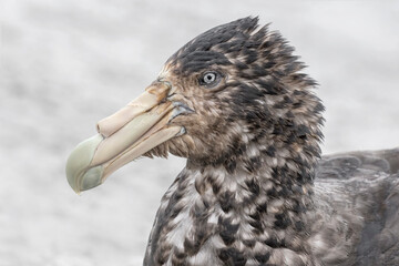 Southern Giant Petrel portrait