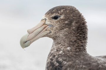 Southern Giant Petrel portrait