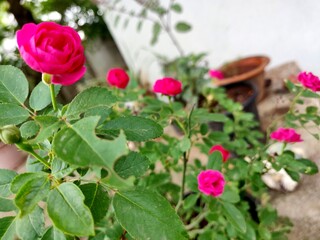 Beautiful pink color button rose selective focus
