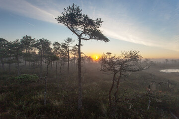 Fototapeta na wymiar Stunning summery sunrise in a foggy Estonian bog with small pine trees in the foreground, Northern Europe. 